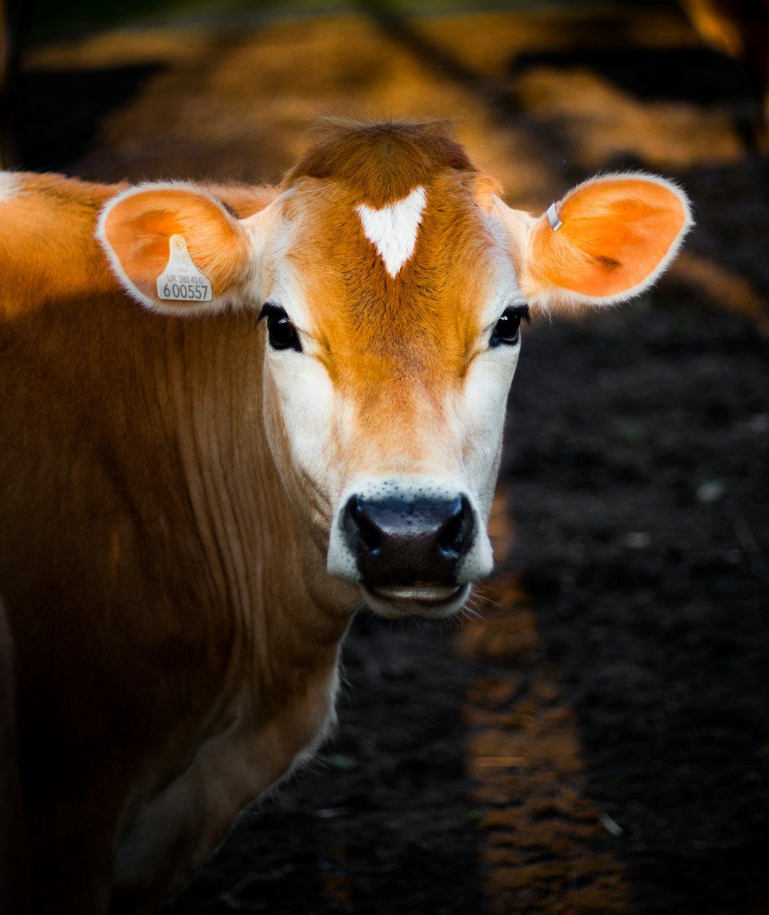 Cow