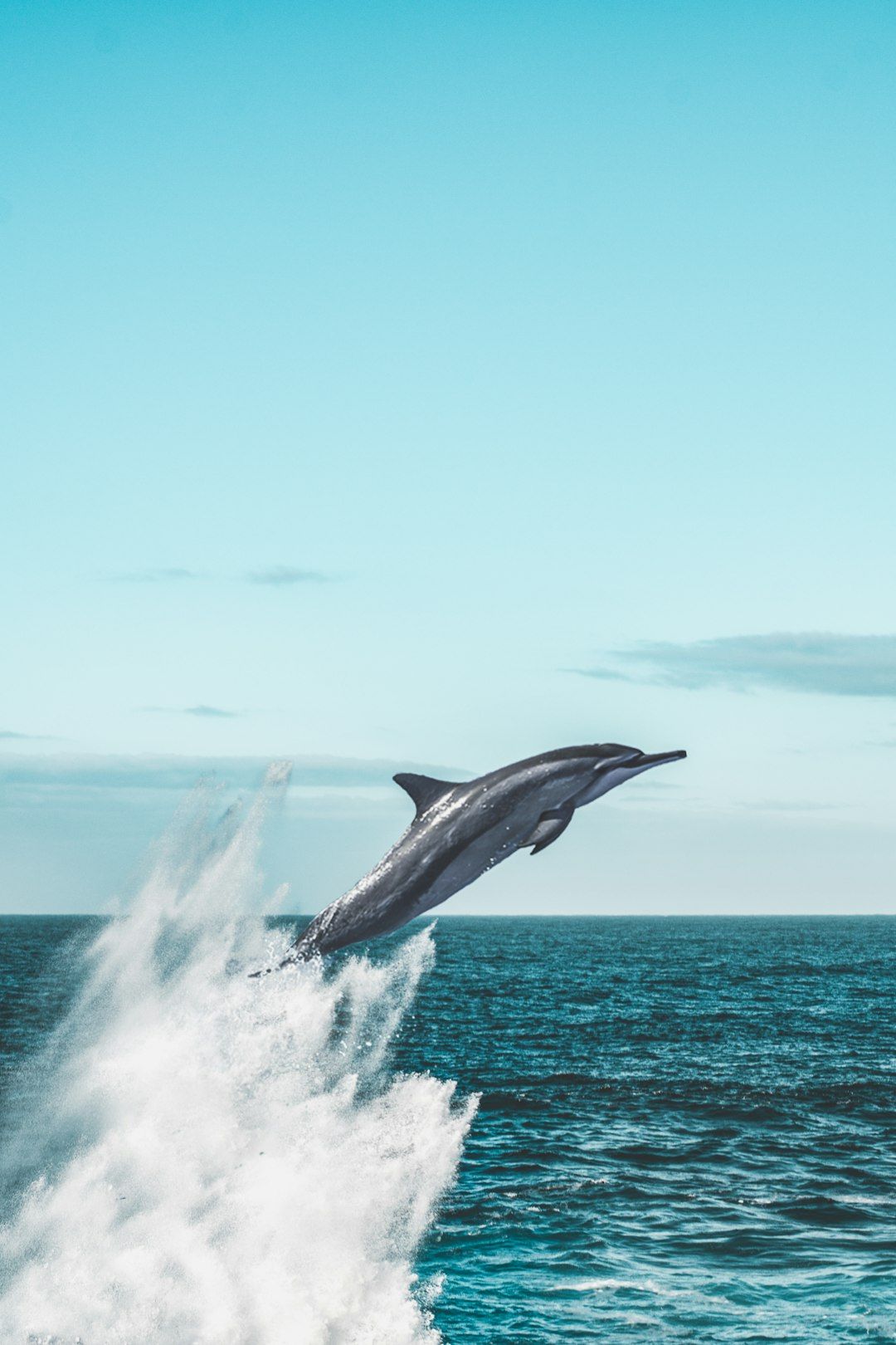 Dolphin