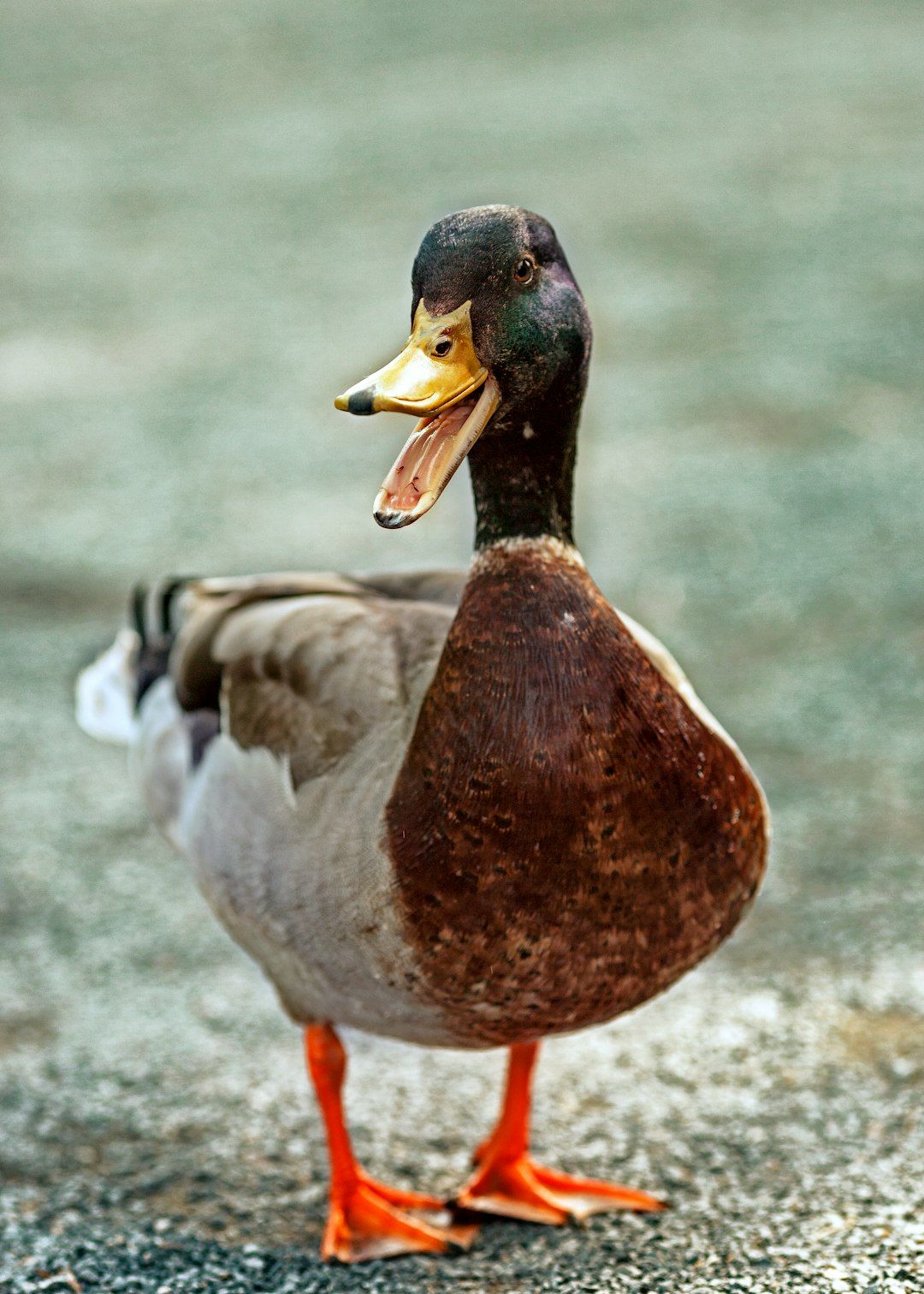 Duck