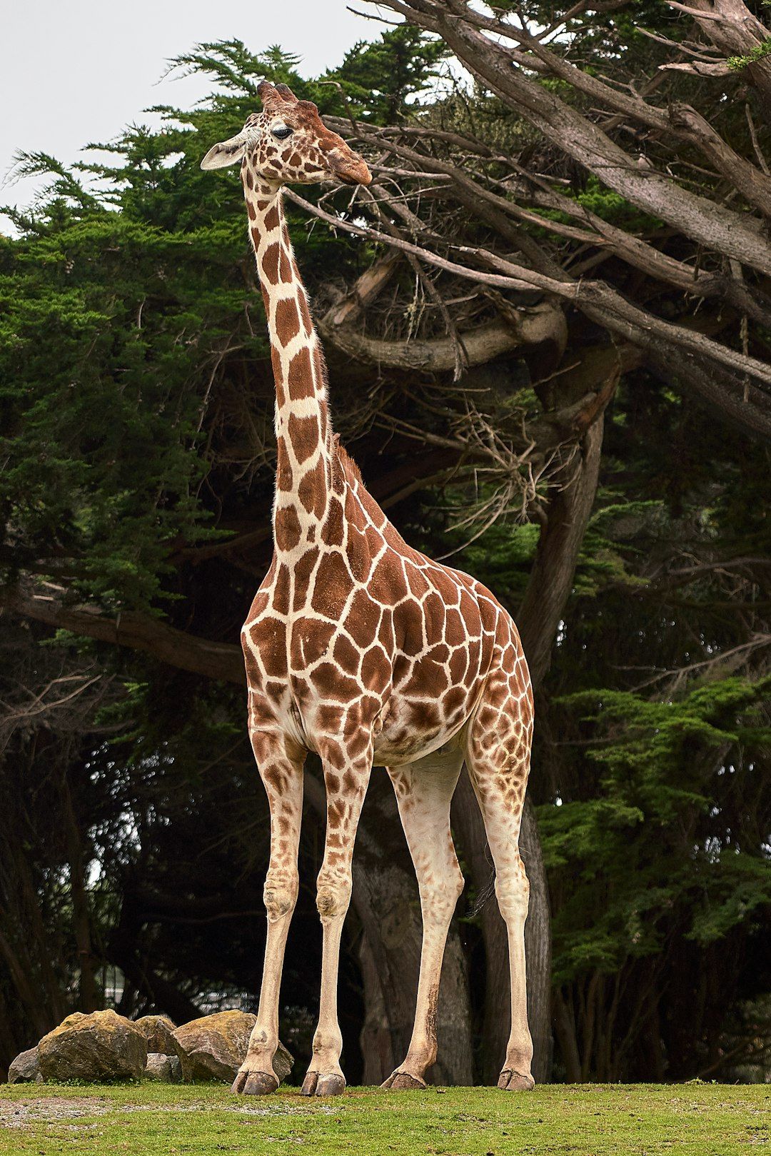 Giraffe