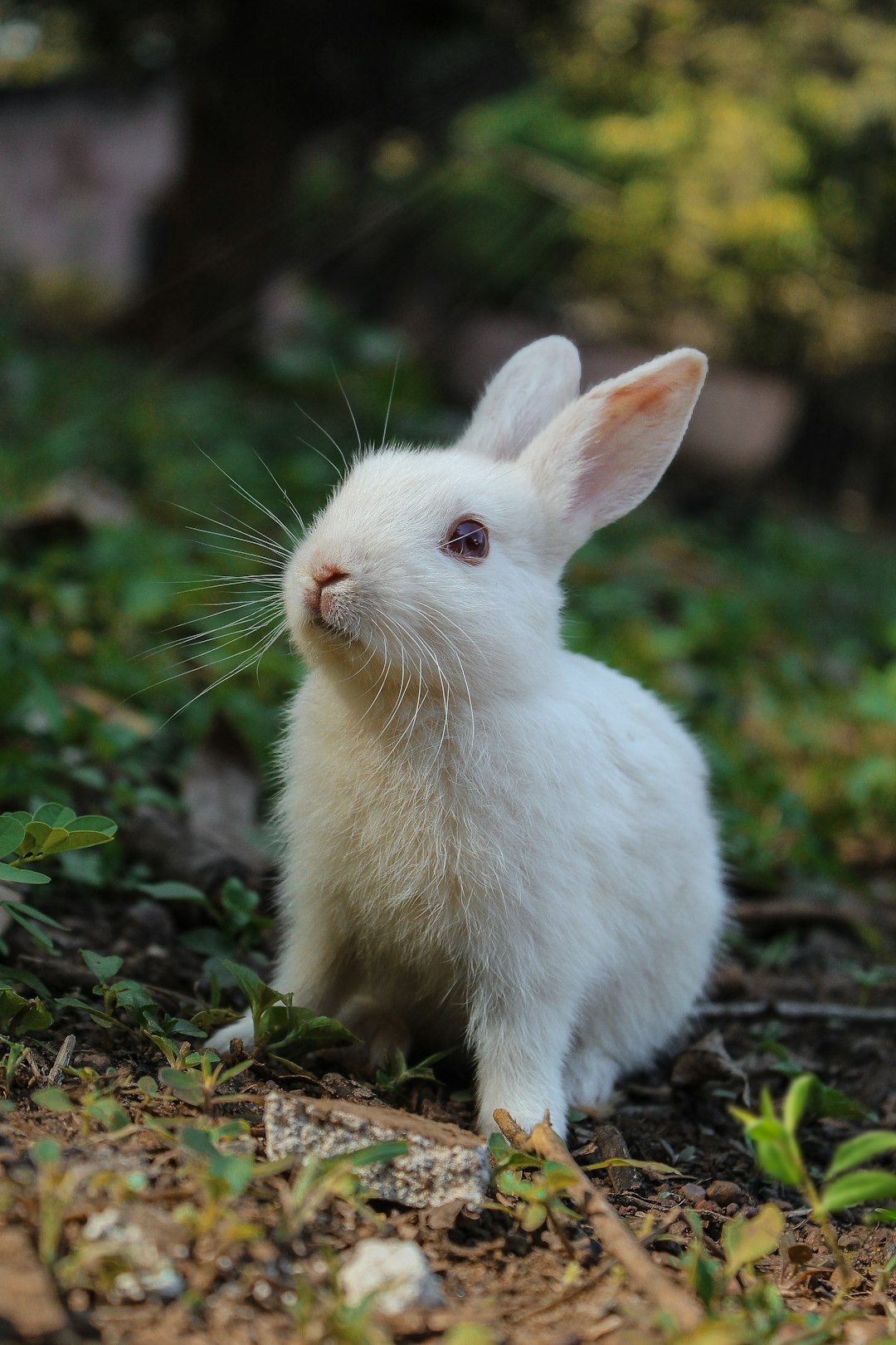 Rabbit