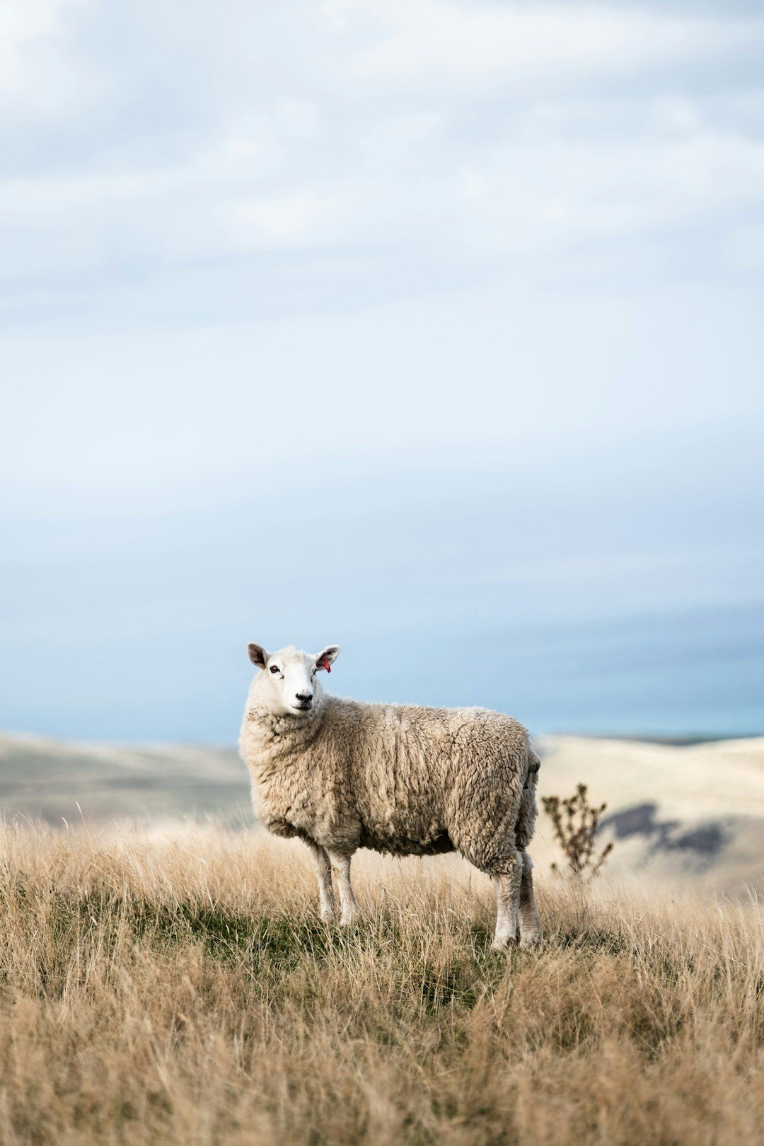 Sheep