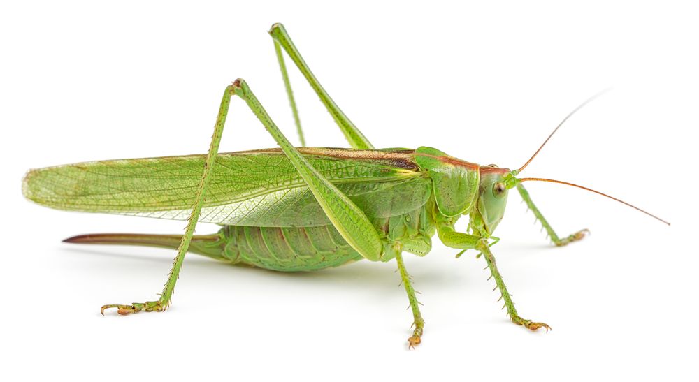 Grasshopper