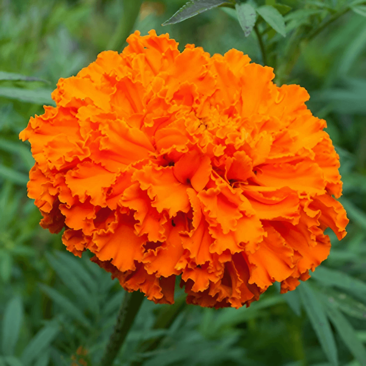 Marigold