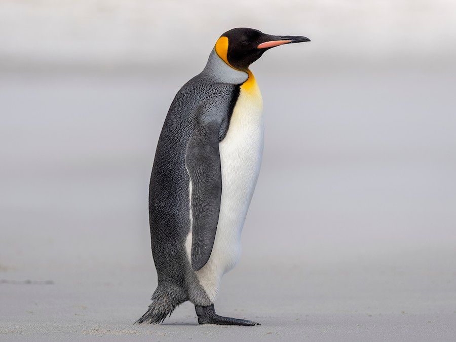 Penguin